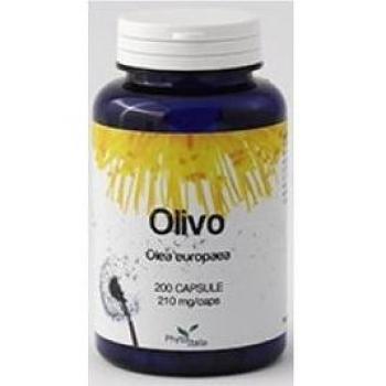 OLIVO 60CPS