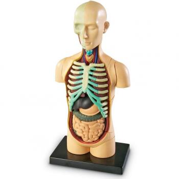 Recursos de aprendizaje LER3336 Modelo de anatomía Cuerpo humano