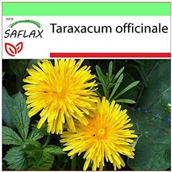 Semillas de Diente de León (Taraxacum) - 200 semillas con maceta, tapa climática y sustrato de cultivo