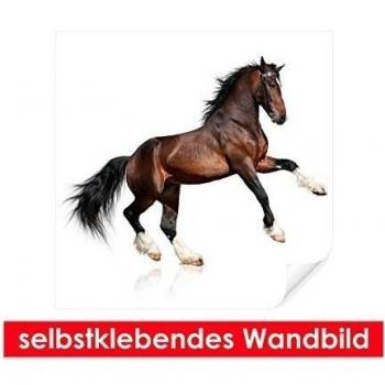 Adhesivo Pared de Wild Horse – Fáciles de pegar – Wall Print, Wall Paper, Póster, pantalla con pegamento de puntos de vinilo para paredes, puertas, muebles y superficies lisas de Trend paredes, 80 x 80 cm