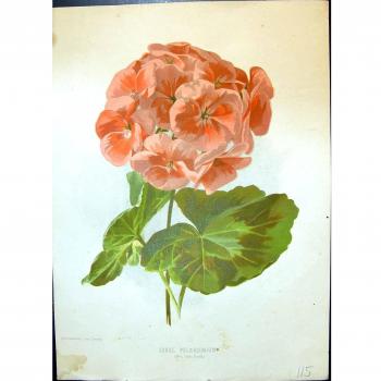 Flores de la Impresión de Color del Rosa del Pelargonium Zonal