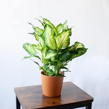 Planta Natural Dieffenbachia de Interior en Maceta Ø13 cm, Altura 40 cm - Decoración Verde