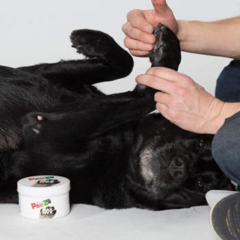 Pawz Maxwax Leg Protection Wax for Dogs
