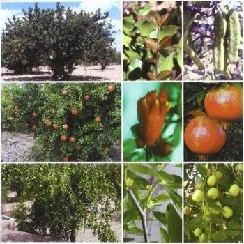 Tratado de fruticultura para zonas áridas y semiáridas