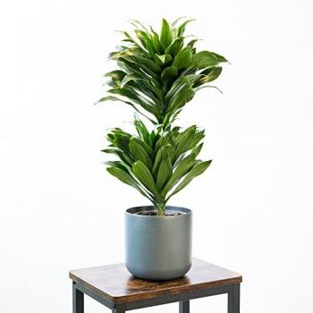 Planta Dracaena Compacta Natural Viva en Maceta Decorativa de 17 cm - Fácil de Cultivar y Ideal para el Hogar