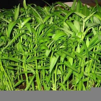 IRISMARU Pak-Boong Morning Glory Water Spinach Vegetable Bulk Seeds