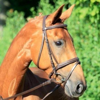 Brida de Equitación Star Lifestyle con Muserola Combinada Marrón Talla Completa