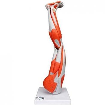 3B Scientific M20 Modelo de anatomía humana Pierna Con Músculos Diseccionables, desmontable En 9 Piezas + software de anatomía gratuito - 3B Smart Anatomy