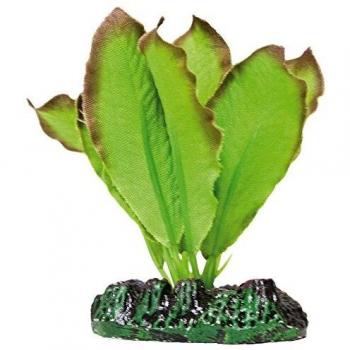 ICA AP1131 Anubias de Aquatic Plants Seda