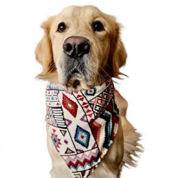 Bandana para perros Soho UDog Talla S con Acceso a Plataforma Educativa ¡Gratis!