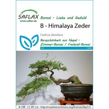 SAFLAX - Bonsai - Cedro del Himalaya - 35 semillas - Cedrus deodara