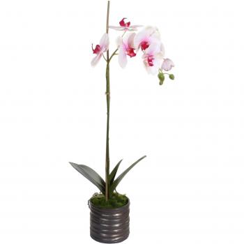 Shishi, Home de belleza Phalaenopsis x1 Maceta whitepurple 65 cm, color blanco y morado