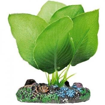 ICA AP1133 Anubias de Aquatic Plants Seda