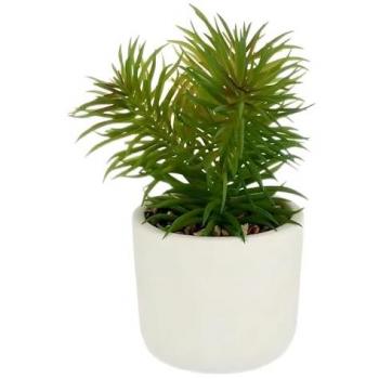 Ibergarden - Planta Decorativa Blanco Verde (14 x 20 x 14 cm) (12 Unidades)