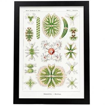 Lámina Artística Decorativa Vintage de Desmidiea A3 para Hogar y Salón
