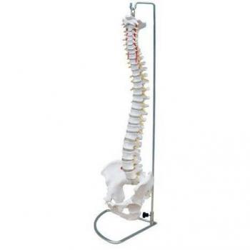 66FIT - Modelo anatómico de Columna Vertebral Flexible con Pelvis