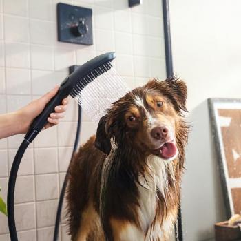 Hansgrohe 3-Spray Black Dog Shower with Quick Connect and 1.75 GPM Flow Rate