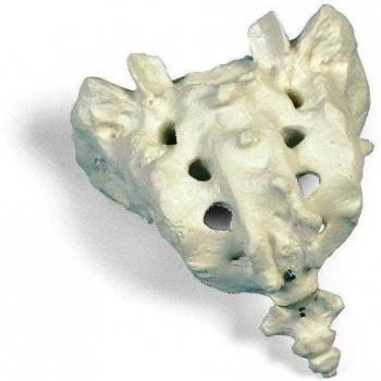 3B Scientific A70/6 Sacro y Coxis