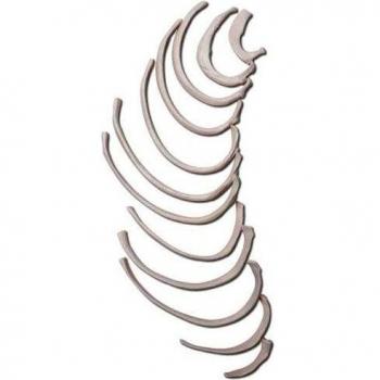 3B Scientific A69/2 Modelo de anatomía humana Costillas + software de anatomía gratuito - 3B Smart Anatomy