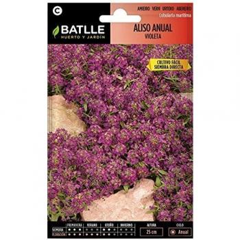 Semillas de Flores - Aliso Anual violeta - Batlle