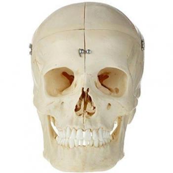 3B Scientific A281 Modelo de anatomía humana Bonelike Cráneo – Cráneo Óseo, 6 Partes + software de anatomía gratuito - 3B Smart Anatomy