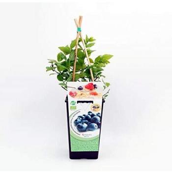 Arándano ECO 2l