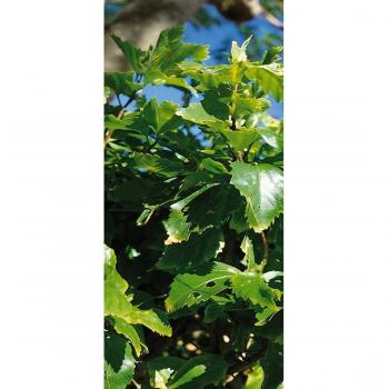 peelitstickit id-0896 60 ancho x 130 cm de altura Hermosa Naturaleza Mural de pared vinilo de alta calidad