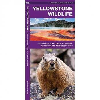 Yellowstone Wildlife: A Folding Pocket Guide to Familiar Animals of the Yellowstone Area