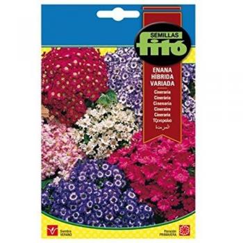 Semillas Fitó 614 - Semillas de Cineraria Enana Híbrida Variada
