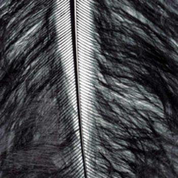 efco – Marabú Plumas, Negro, 100 – 120 mm, 2 g, 20 Piezas