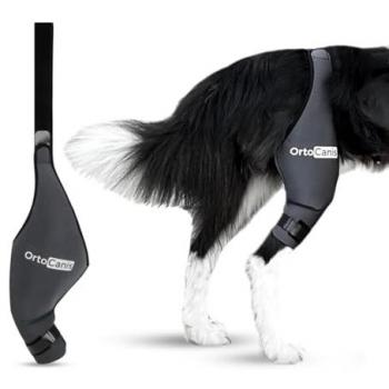 Rodillera Ortocanis para Perro - Neopreno ARD - Pierna Trasera Derecha - Tamaño Mediano (29-31 cm) - Para Desgarros, Lesiones de Ligamento, Luxación de Rótula