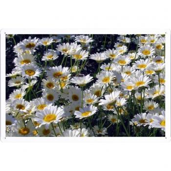 Metal cartel Cartel de chapa Hojalata sesión Flower Tin Sign Daisies Flowers White Sunny 45234 Retro Vintage Pared Decoración by hamgaacaan