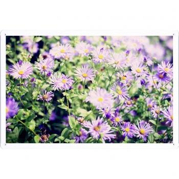 Metal cartel Cartel de chapa Hojalata sesión Flower Tin Sign Flowers Asters Flowerbed Greens Sharpness 33501 Retro Vintage Pared Decoración by hamgaacaan