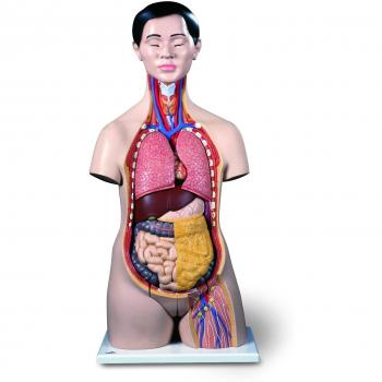 3B Scientific B32/1 - Modelo anatómico del torso bisexuado asiático, 18 piezas