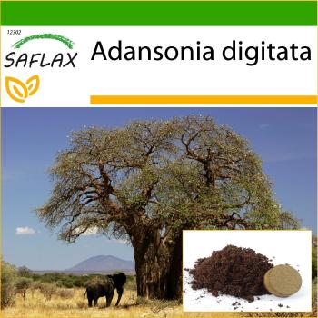 SAFLAX - Árbol de Pan de Mono Africano (Adansonia digitata) - 6 semillas con substrato para mejor cultivo