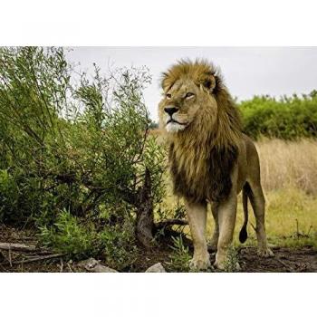 Ravensburger - Rey de los leones