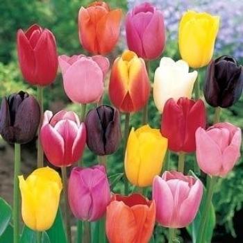 100 Bulbos de Tulipanes Mezcla - Envío Incluido