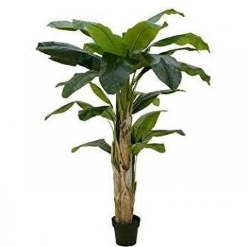 Europalms 82509539 - Árbol de plátano