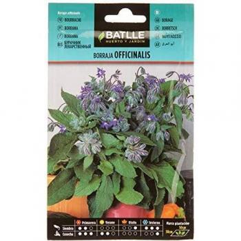 Batlle, Borraja officinalis