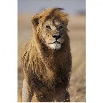 LO+DEMODA FULU225-87 - Lienzo, 1 pieza, diseño Wild lion, 40 x 60 cm, multicolor