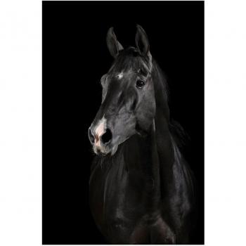 LO+DEMODA FULU226-87 - Lienzo, 1 pieza, diseño Black horse, 40 x 60 cm, multicolor