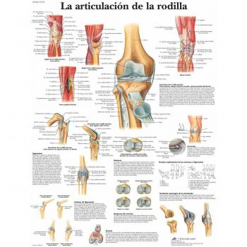 3B Scientific VR3174L Póster Anatómico, la Articulación de la Rodilla