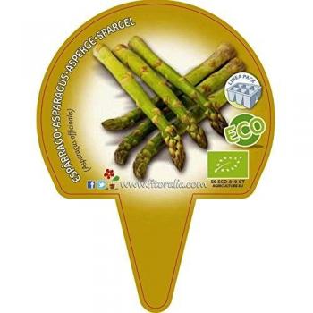 Plantón ecológico de Espárrago Pack 6 ud. 54x43mm