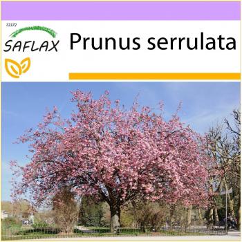 SAFLAX - Cerezo negro silvestre (Prunus serrulata) - 30 semillas