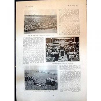 Impresión Antigua de las Lanas de Arado del Disco de las Ovejas Que Clasifican el Blanco 1906 de N el Sur De Gales Tyndale