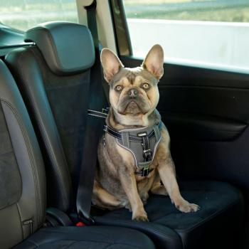 Arnés de Coche para Mascotas Kerbl, Negro, Ajustable de 50 a 65 cm, Seguridad para Mascotas en Vehículos