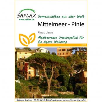 SAFLAX - Semillas de Pinus pinea (Pino Piñonero) - 6 semillas - Pino Manso - Pino Parasol - Pinos Piñoneros - Mittelmeer