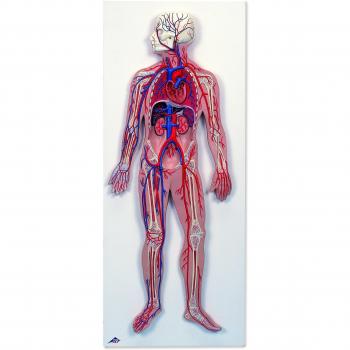 3B Scientific G30 Sistema Circulatorio Humano - 3B Smart Anatomy