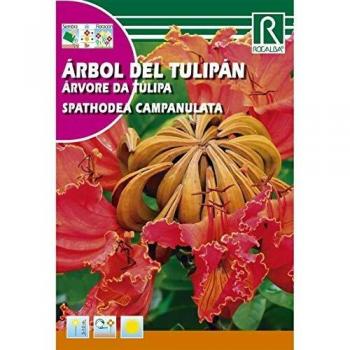 Semillas de Arbol del tulipán Spatodea campanulata