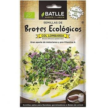 BROTES COL LOMBARDA - ECO